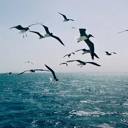 MOLODI - моє море - Acoustic version