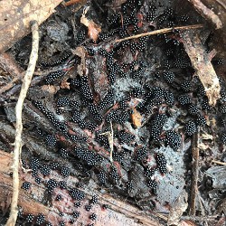 jockii druce - іноді