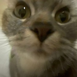 Kairas, lorche, Spyzah - Chipi Chipi Chapa Chapa